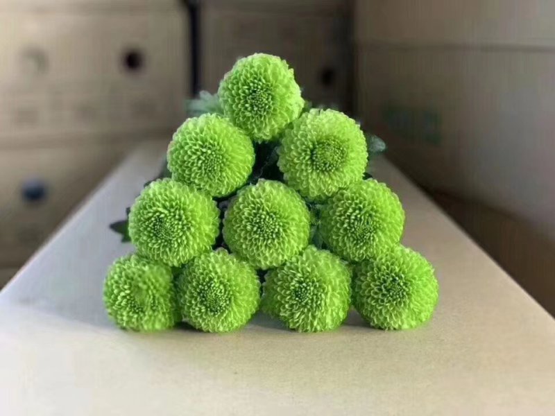 乒乓菊