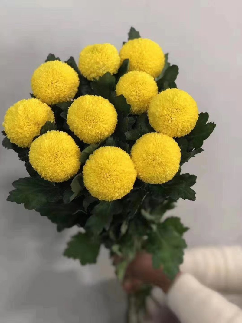 乒乓菊