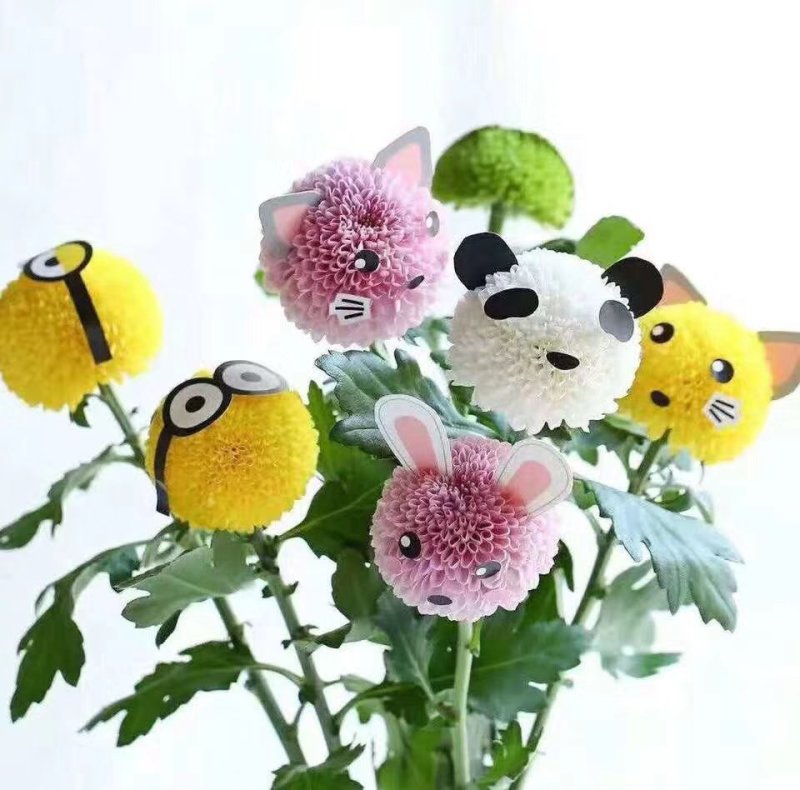 乒乓菊