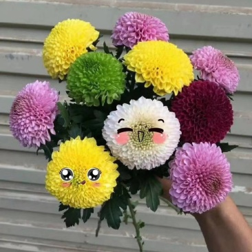 乒乓菊