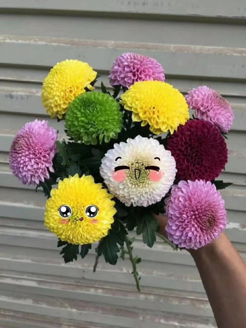 乒乓菊