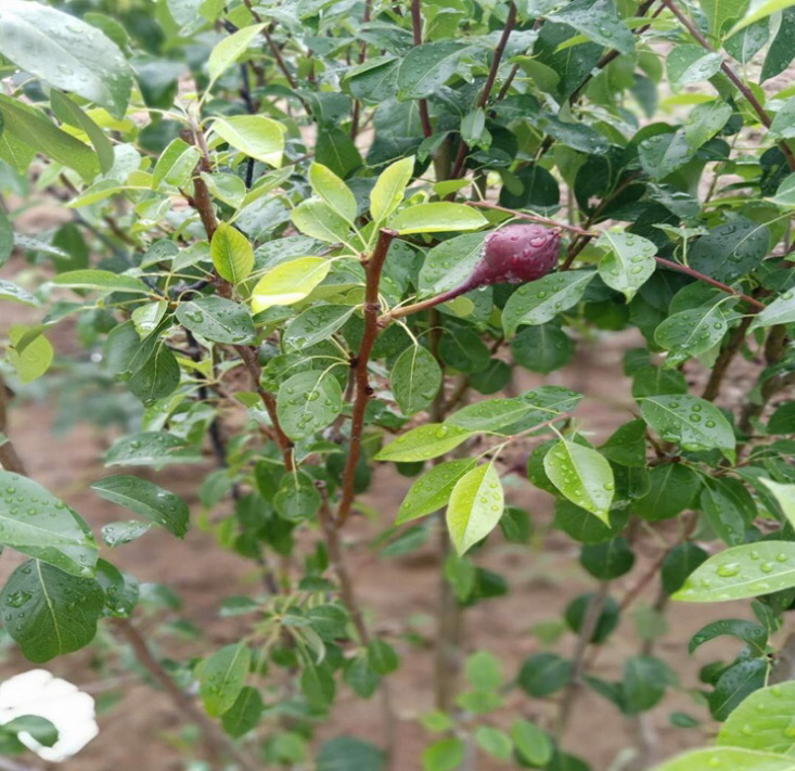 图片说明:位于甘肃省秦安县的早酥梨标准化种植基地,果农正在采摘成熟的果实 甘肃早酥梨果园