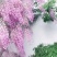 丰华紫藤树苗花色齐全当年开花现挖发货包邮