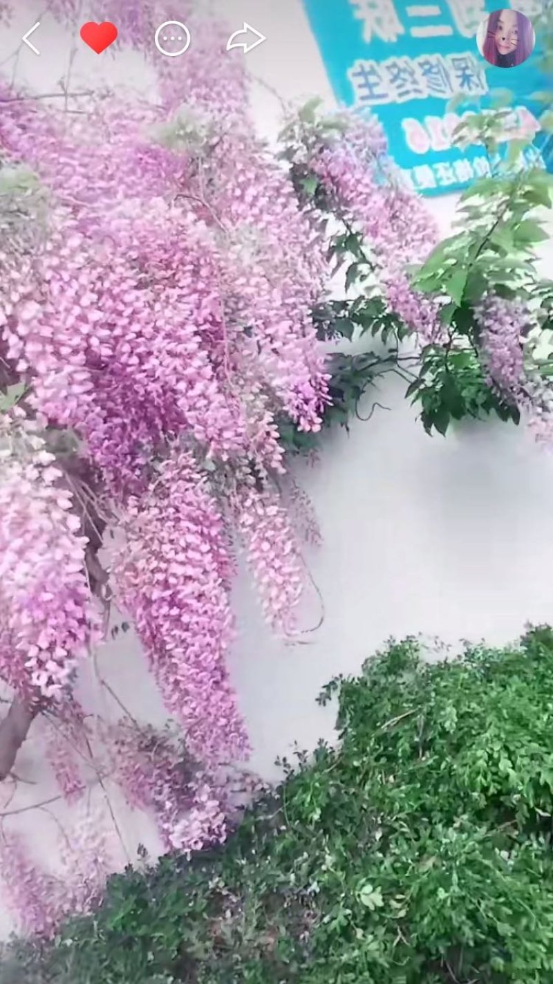 丰华紫藤树苗花色齐全当年开花现挖发货包邮