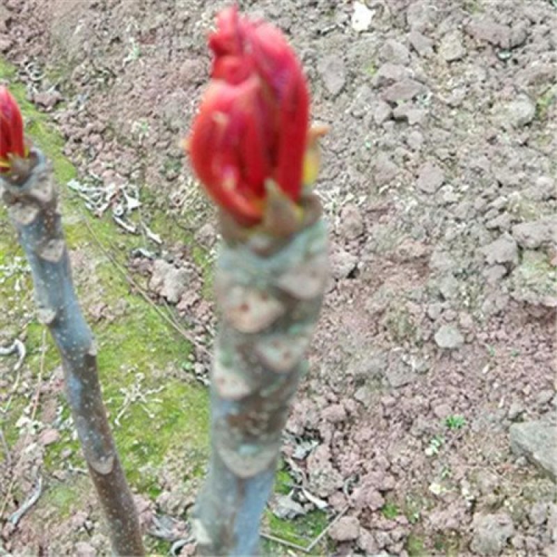 正宗红油香椿芽，基地直销自产自卖