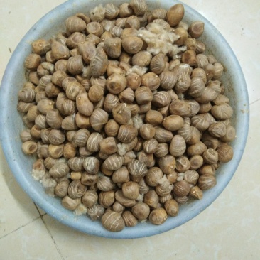 四季常绿叶观植物新鲜发财树种子