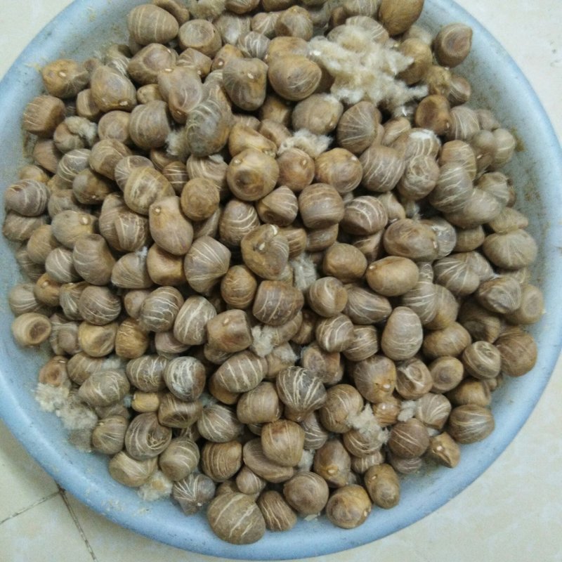 四季常绿叶观植物新鲜发财树种子