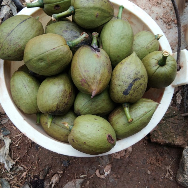 四季常绿叶观植物新鲜发财树种子
