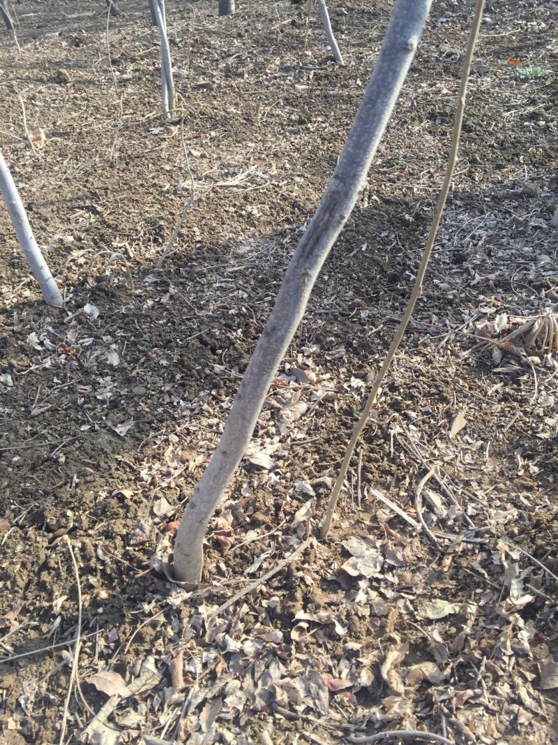 丰华紫藤树苗花色齐全当年开花现挖发货包邮