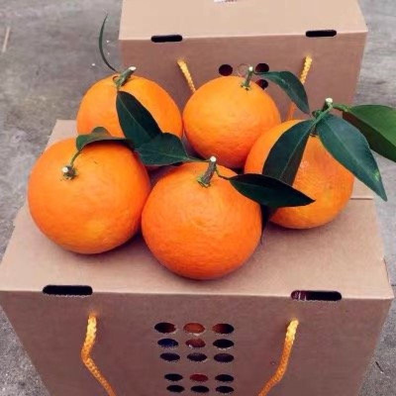 明日见柑橘苗嫁接苗包品种包成活死苗免费补发