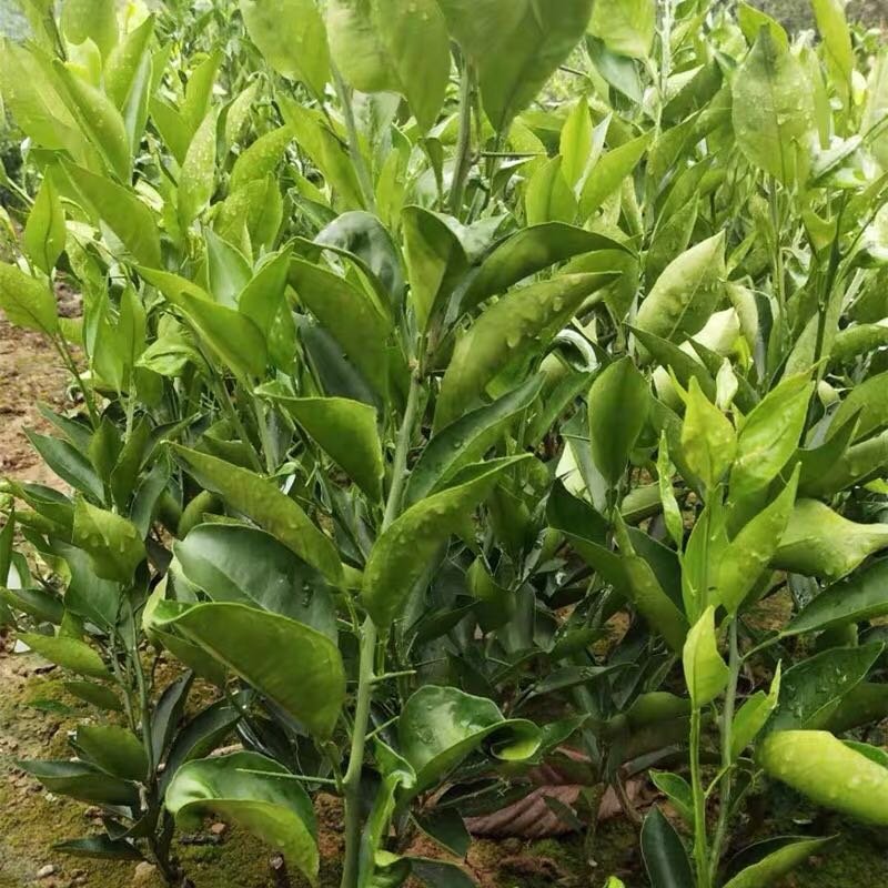 明日见柑橘苗嫁接苗包品种包成活死苗免费补发