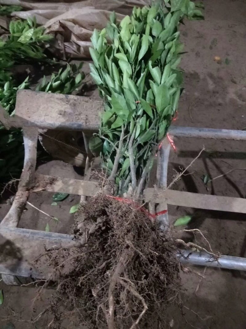 明日见柑橘苗嫁接苗包品种包成活死苗免费补发