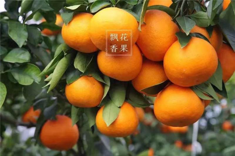 日本引进品种早熟由良柑橘苗一年苗