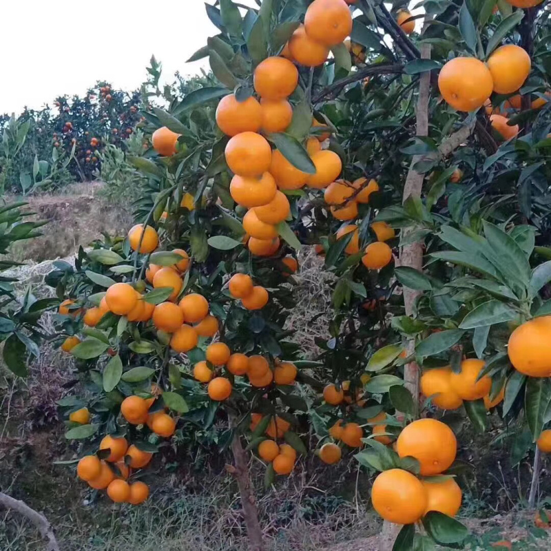 日本引进品种早熟由良柑橘苗一年苗