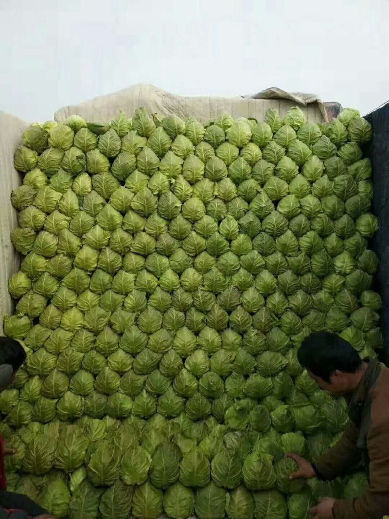疏菜