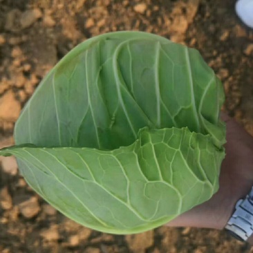 疏菜