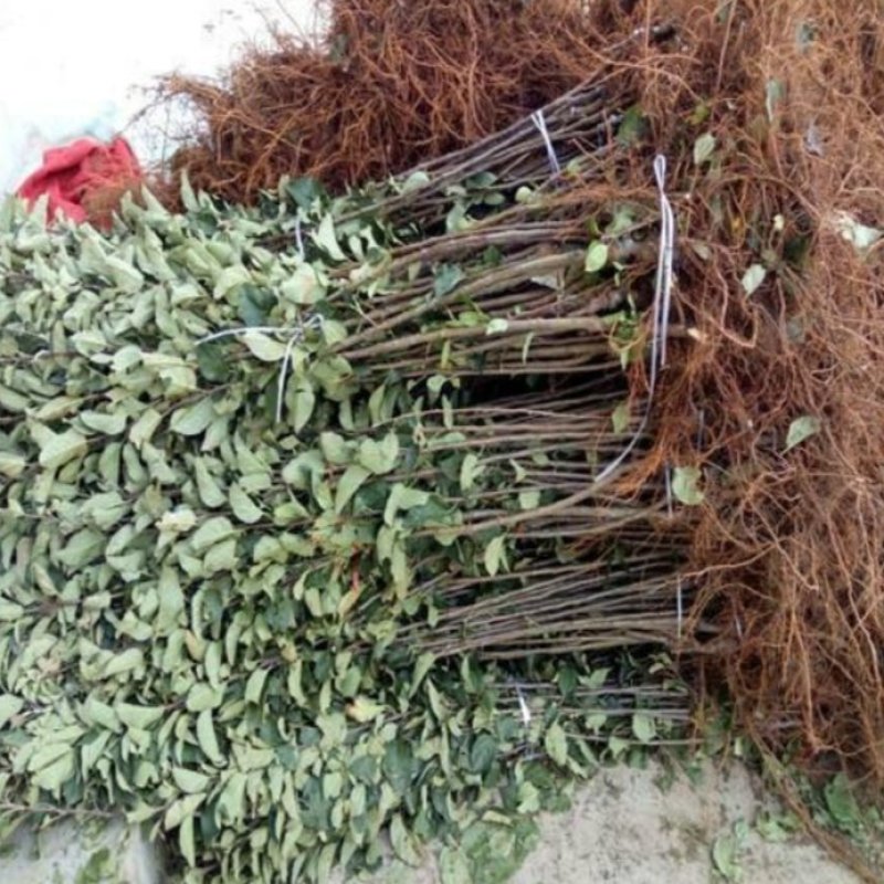 我苗木园常年精心培育，黑钻苹果苗