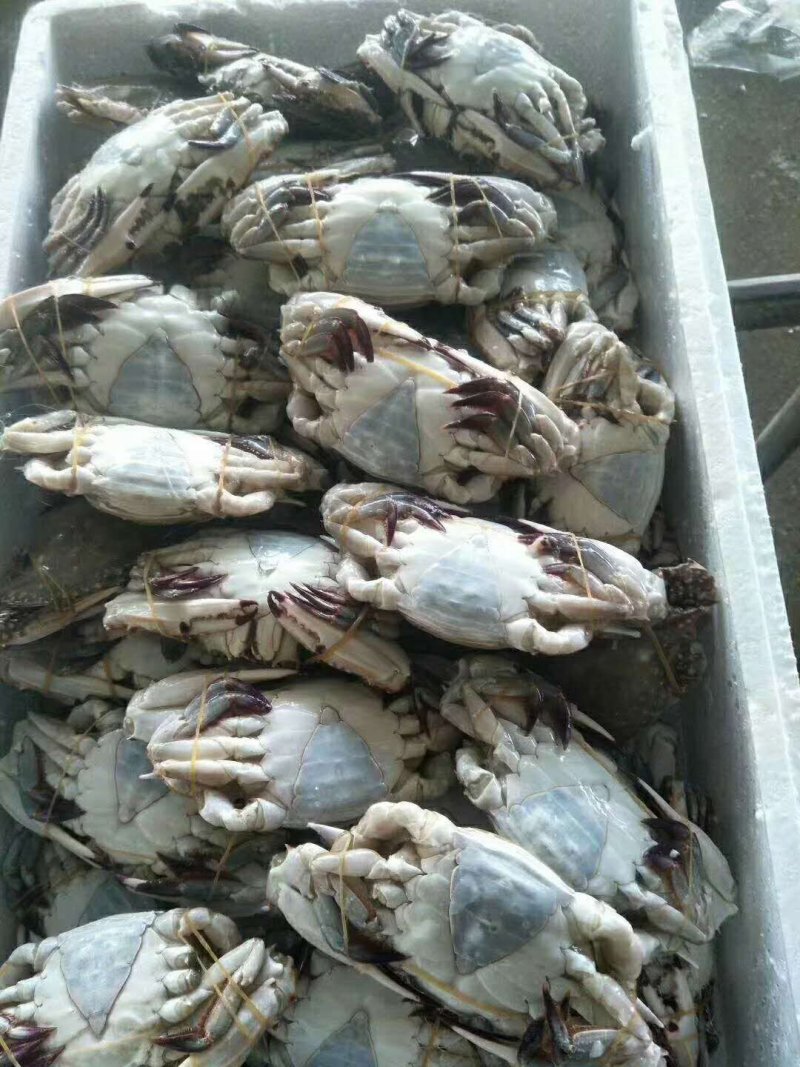 绑腿花三角一箱十斤分ABC三个规格