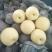 皇冠梨，300~500g，纸袋，冷库存放，商超对接l