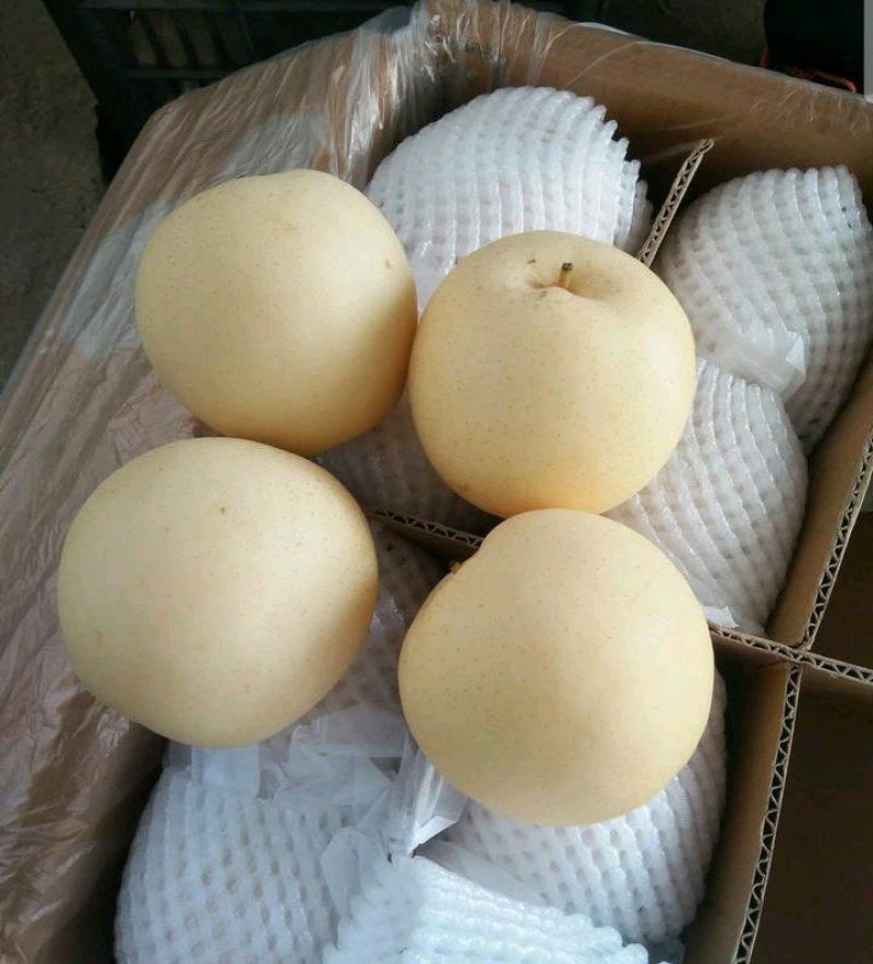 皇冠梨，300~500g，纸袋，冷库存放，商超对接l