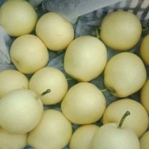 皇冠梨，300~500g，纸袋，冷库存放，商超对接l
