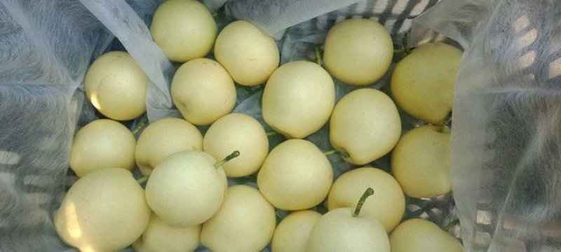皇冠梨，300~500g，纸袋，冷库存放，商超对接l