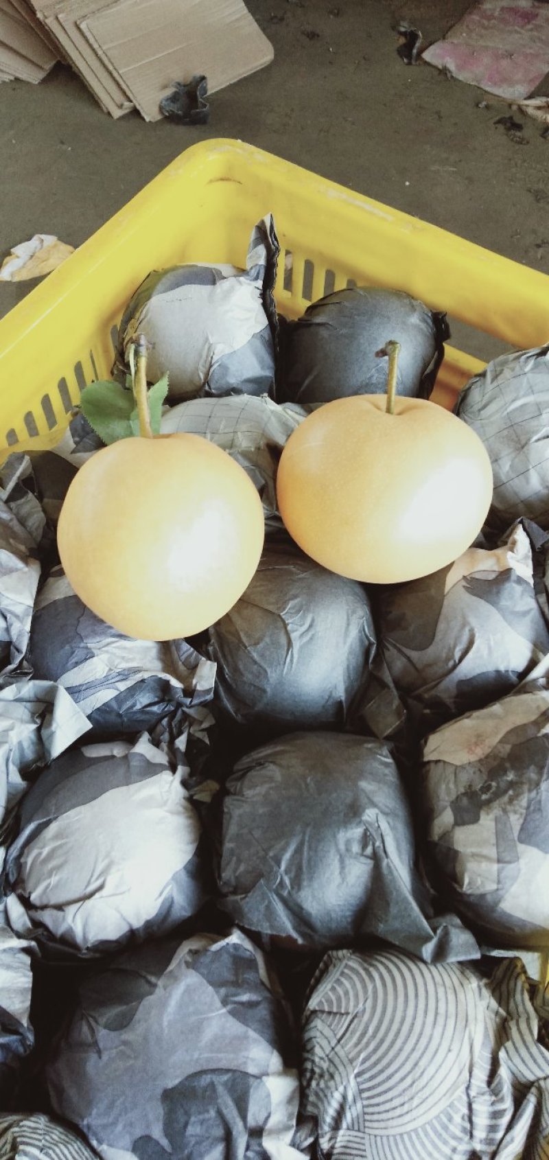 皇冠梨，300~500g，纸袋，冷库存放，商超对接l