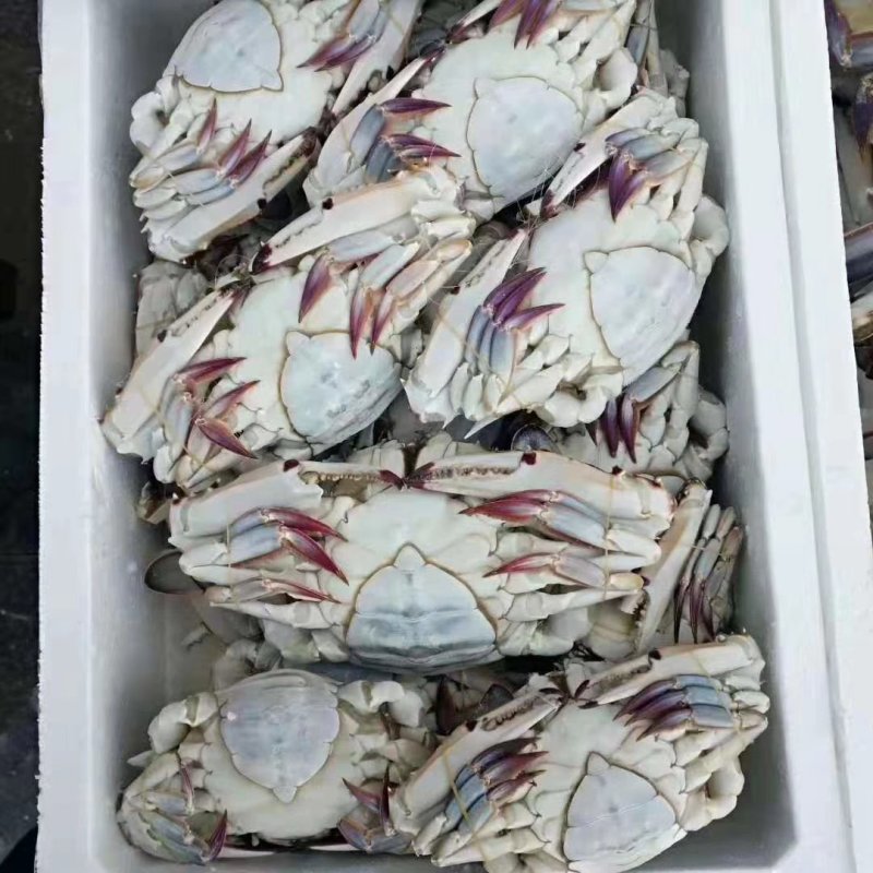 绑腿母梭子蟹单冻十斤装
