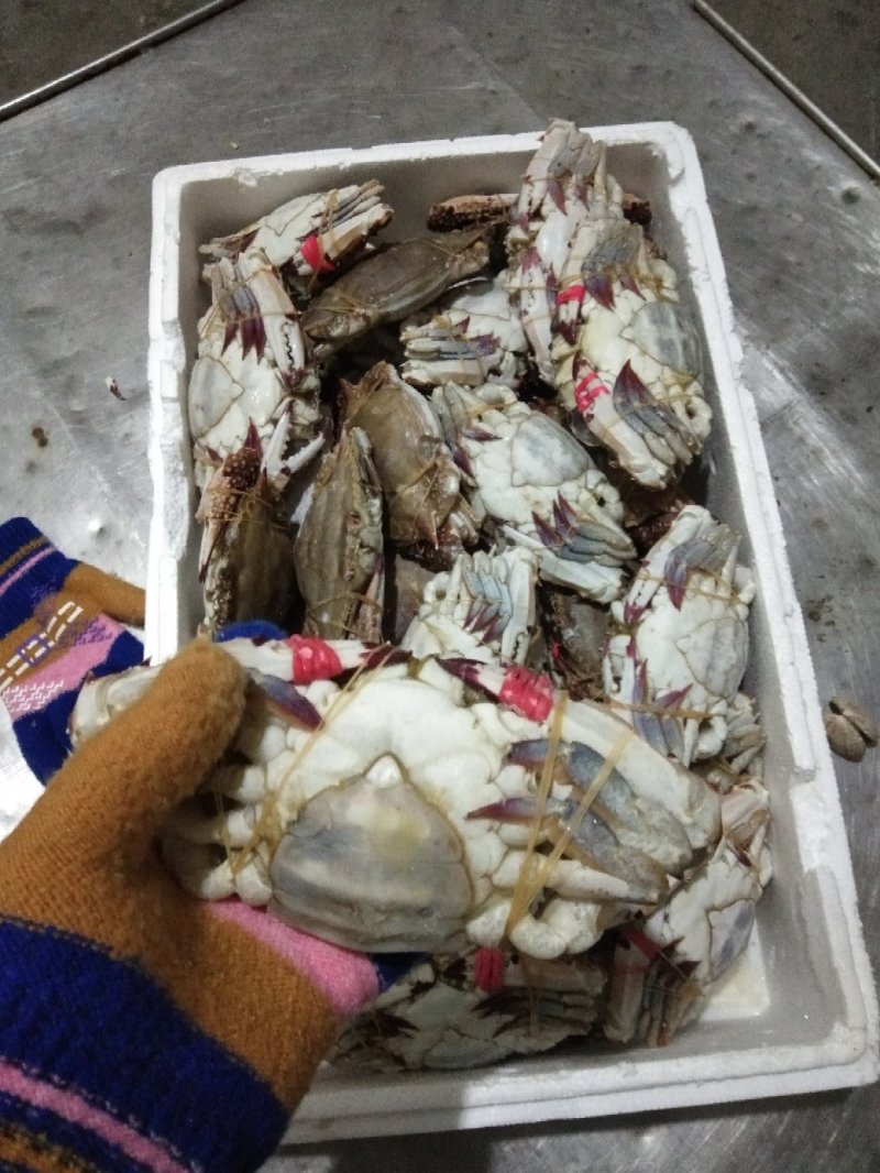 绑腿母梭子蟹单冻十斤装