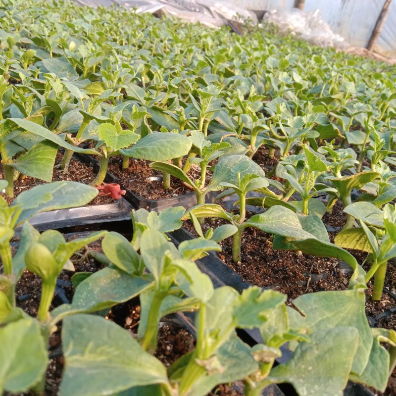 8424西瓜苗苗场直供价格实惠规格齐全欢迎联系