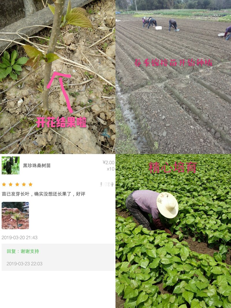 桑树苗无籽大十两年苗果桑苗汁多味甜采摘园必备品种