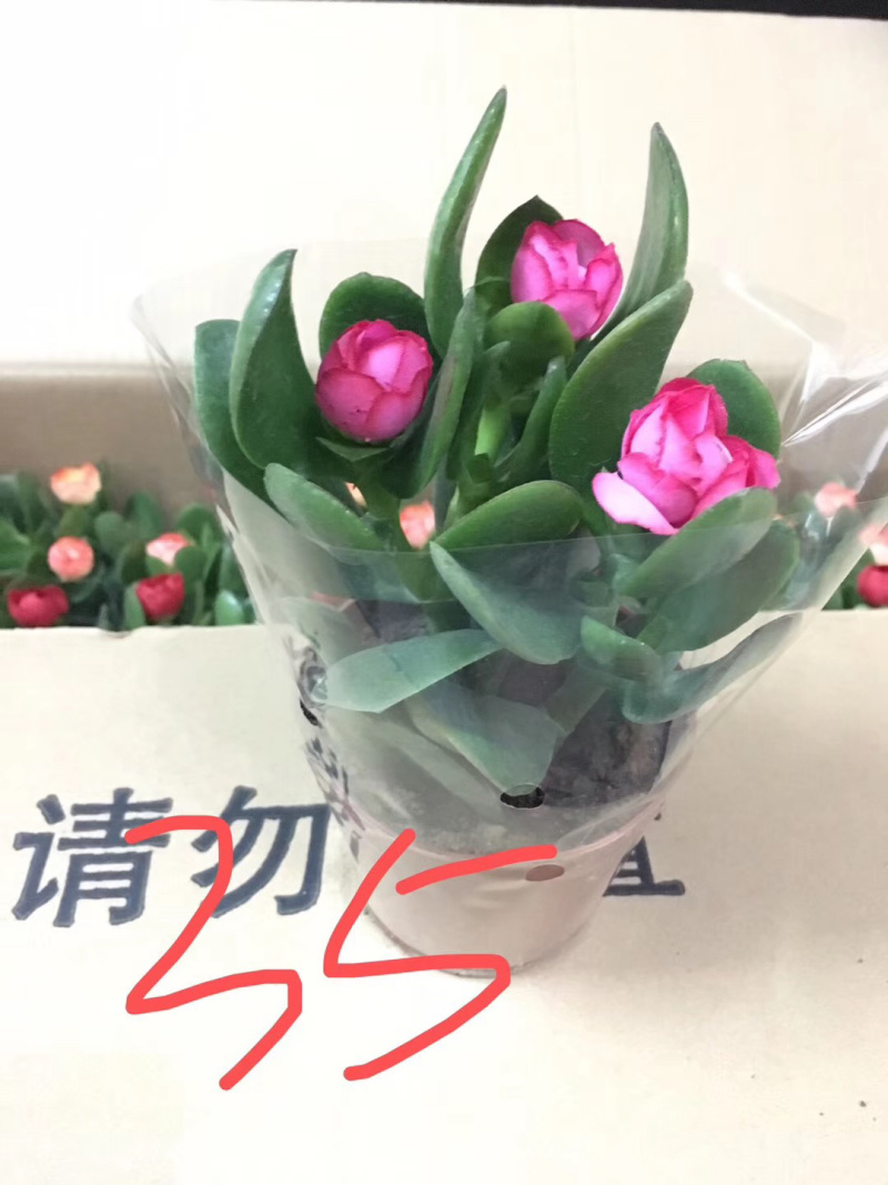 玉树盆景基地直发规格齐全带盆整箱批发欢迎进店下单