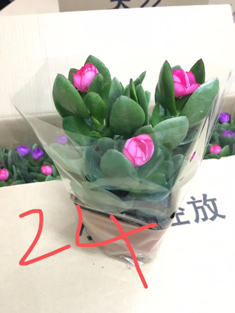 玉树盆景基地直发规格齐全带盆整箱批发欢迎进店下单