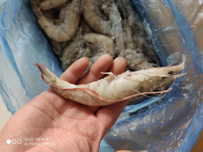 批发各种规格海虾18.7元
