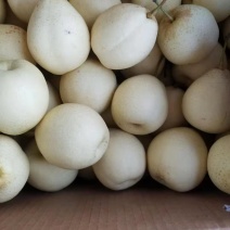 (欢迎来电咨询)水晶鸭梨，质优价廉，产地直销