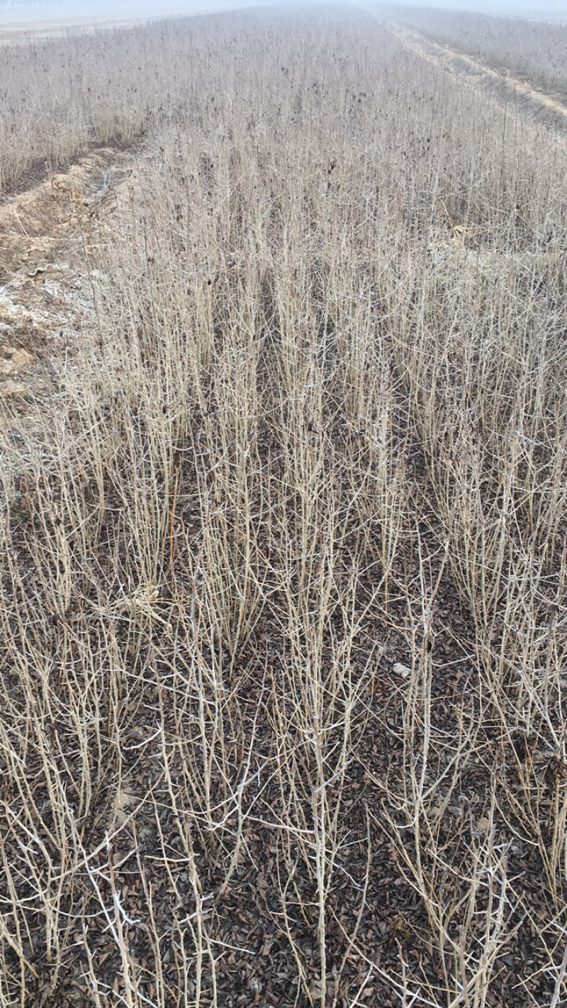 供应优质杜梨苗几百万株各种规格量大从优