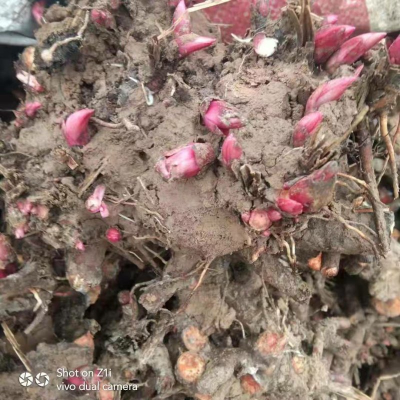 【店长推荐】药用芍药苗，观赏药用芍药分株苗，多花芍药苗