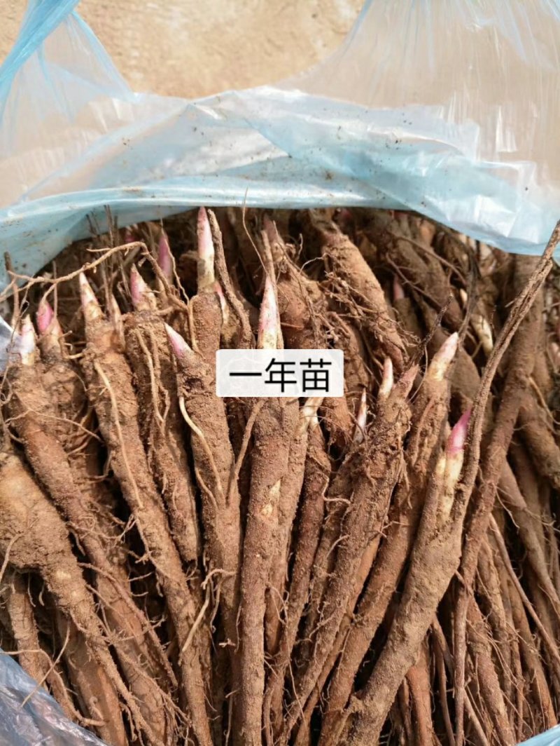 【店长推荐】药用芍药苗，观赏药用芍药分株苗，多花芍药苗