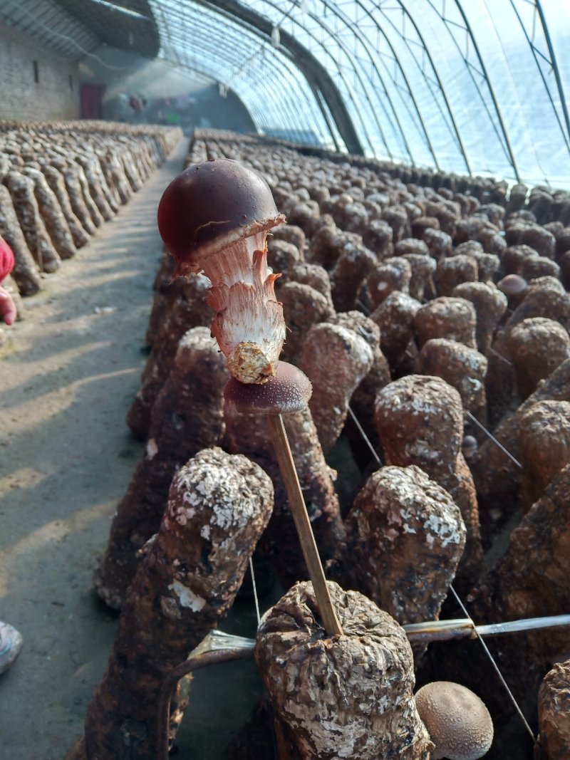 香菇