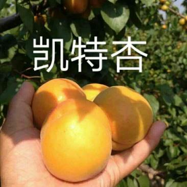 .大荔县金太阳杏、凯特杏正在热卖中基地直发（代办、代发）