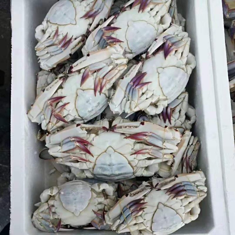 绑腿母梭子蟹单冻十斤装