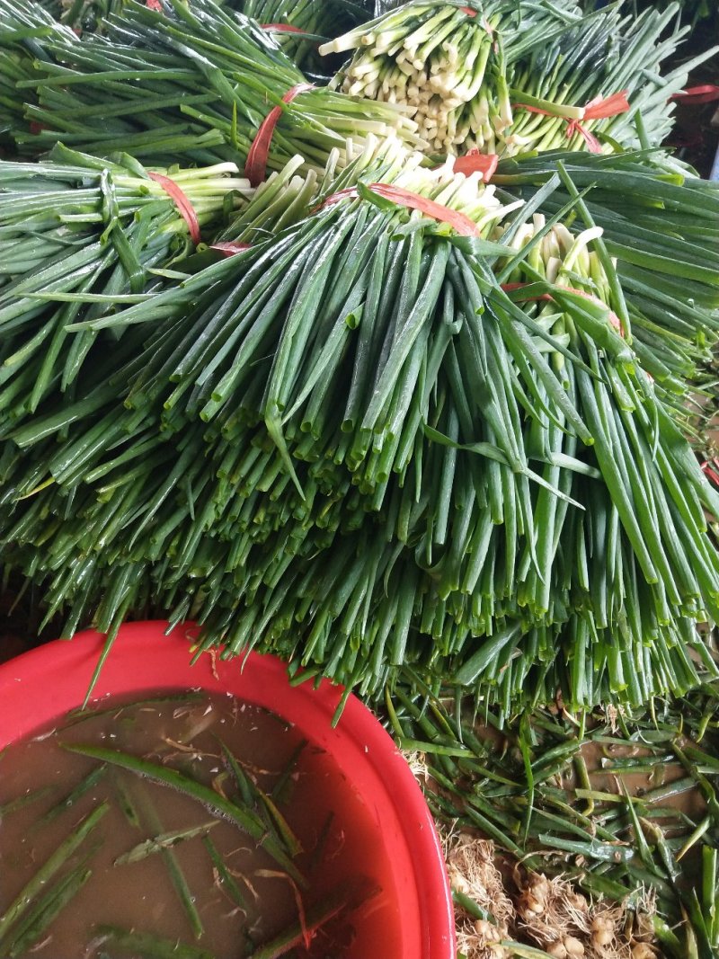 小葱香葱，加工厂，市场都可以用