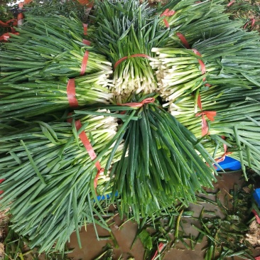 小葱香葱，加工厂，市场都可以用