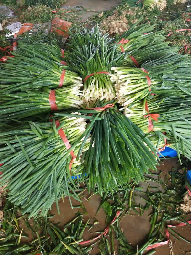 小葱香葱，加工厂，市场都可以用