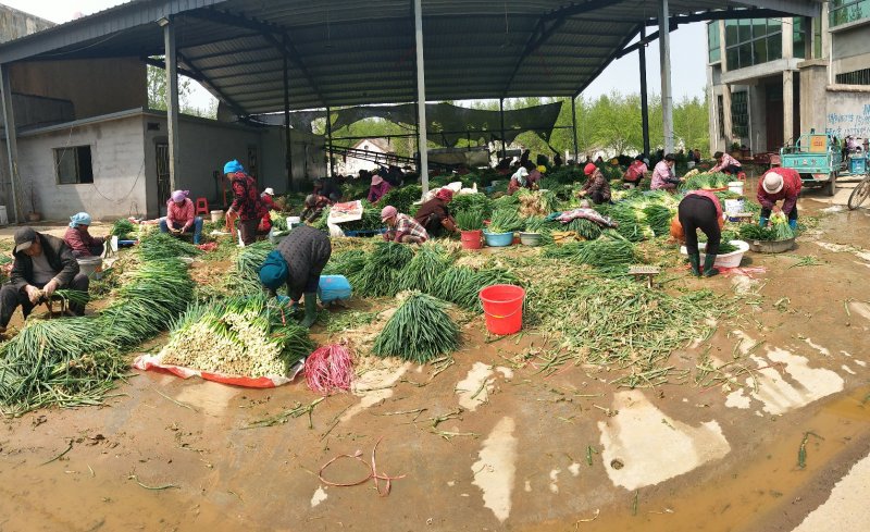 小葱香葱，加工厂，市场都可以用
