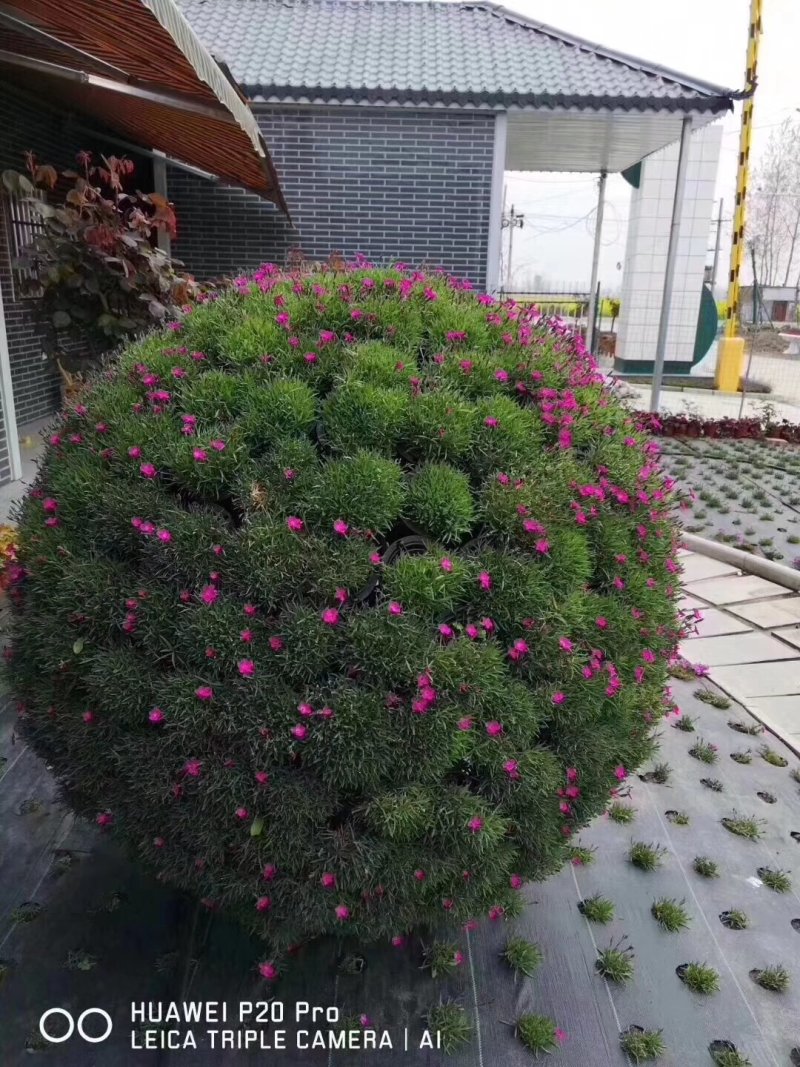 欧石竹苗绿化苗木地被草皮一手货源基地直发
