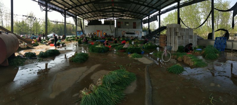 小葱香葱工厂，市场都可以用，实力代办，一手货源