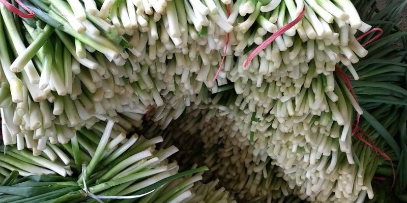 小葱香葱工厂，市场都可以用，实力代办，一手货源