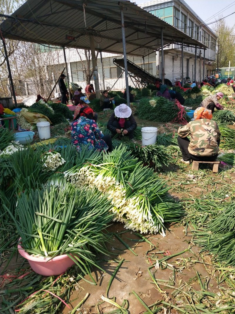 小葱香葱工厂，市场都可以用，实力代办，一手货源