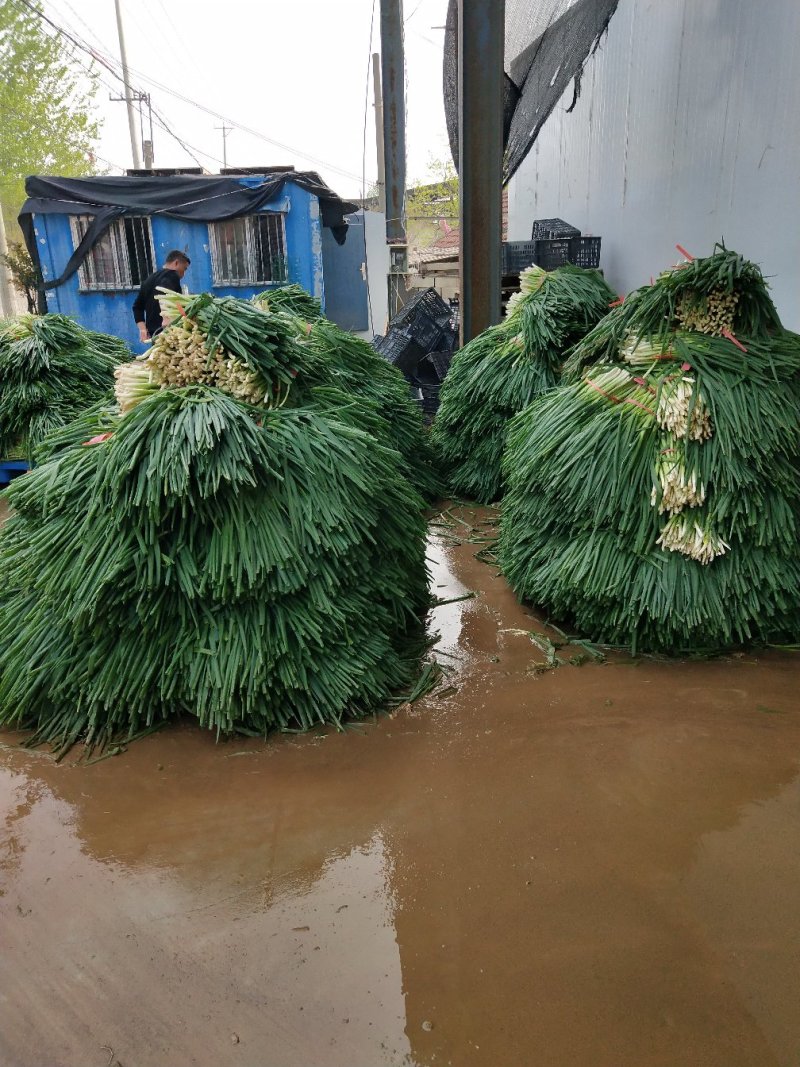 小葱香葱工厂，市场都可以用，实力代办，一手货源